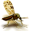 culicoides impunctatus